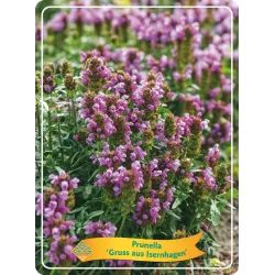 Didžiažiedė juodgalvė - Prunella GRUSS AUS ISERNHAGEN