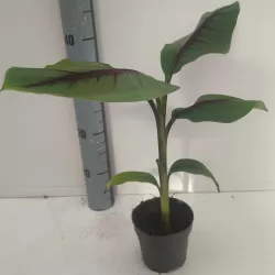 Bananmedis - Musa itinerans Forma Indica
