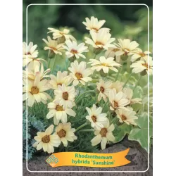 Maroko ramunė - Rhodanthemum hybrida SUNSHINE