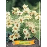 Rhodanthemum hybrida Sunshine