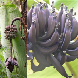 Bananmedis - Musa itinerans Forma Indica