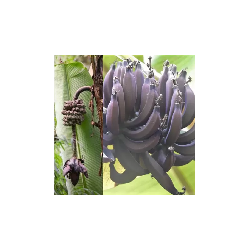 Musa itinerans Forma Indica