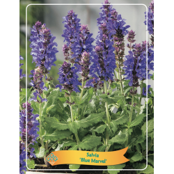 Salvia BLUE MARVEL