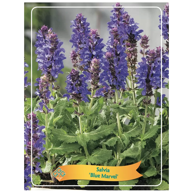 Salvia BLUE MARVEL