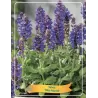 Šalavijas - Salvia BLUE MARVEL