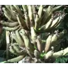 Bananmedis - Musa zebrina