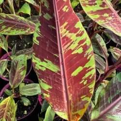 Bananmedis - Musa zebrina