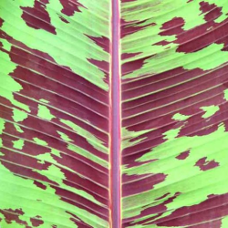 Bananmedis - Musa zebrina