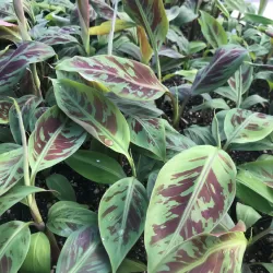 Bananmedis - Musa zebrina