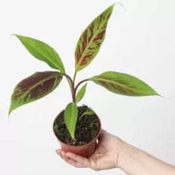 Bananmedis - Musa zebrina