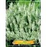 Šalavijas - Salvia nemorosa SCHNEEHUGEL