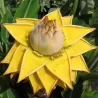Musella lasiocapa
