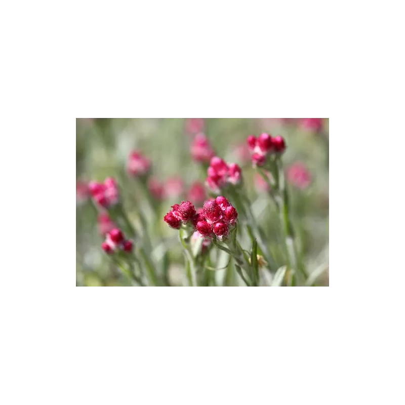 Dvinamė katpėdė - Antennaria dioica Rubra