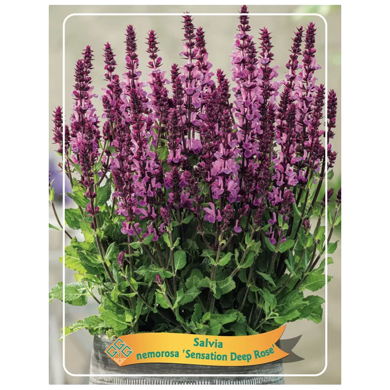 Gojinis šalavijas - Salvia nemorosa SENSATION DEEP ROSE