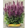 Gojinis šalavijas - Salvia nemorosa SENSATION DEEP ROSE