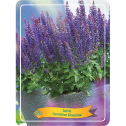 Šalavijas - Salvia nemorosa SENSATION DEEPBLUE