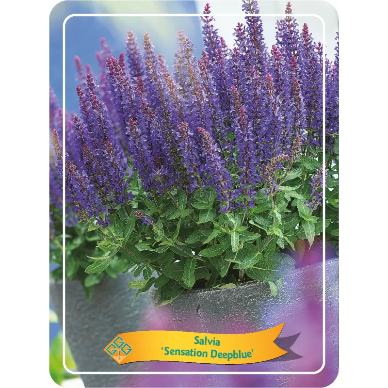 Šalavijas - Salvia nemorosa SENSATION DEEPBLUE