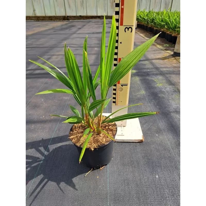 Trachycarpus fortunei