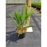 Trachikarpas - Trachycarpus fortunei