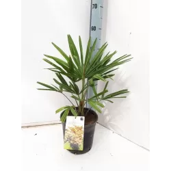 Trachikarpas - Trachycarpus fortunei