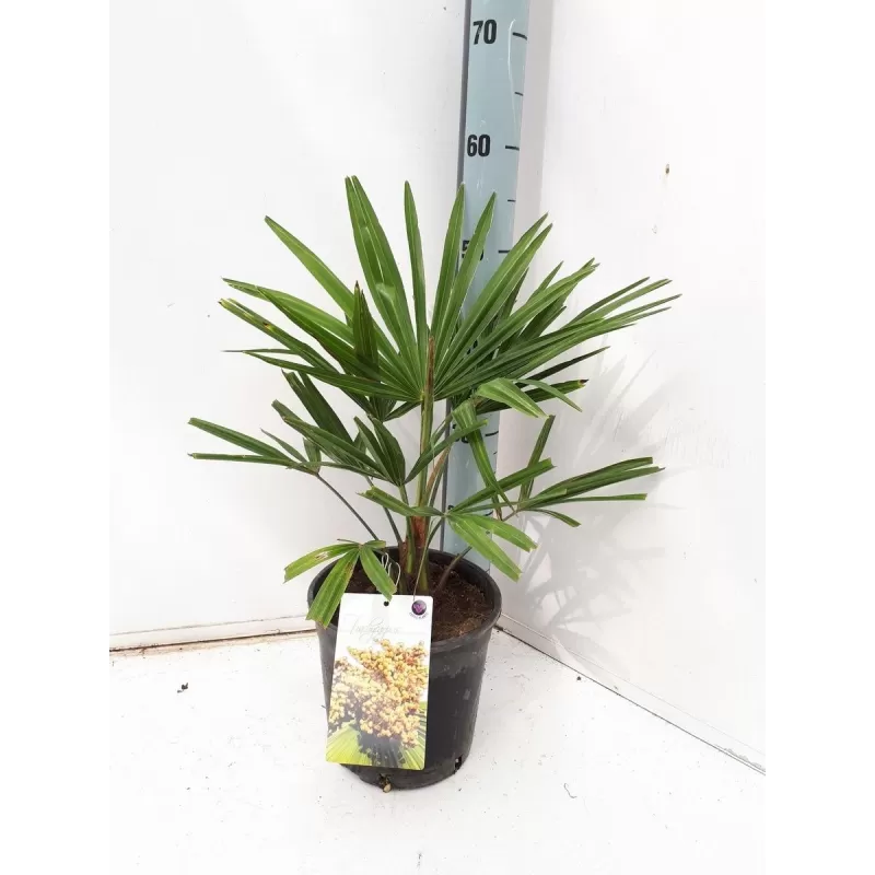 Trachikarpas - Trachycarpus fortunei