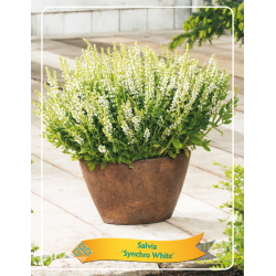 Salvia SYNCHRO WHITE