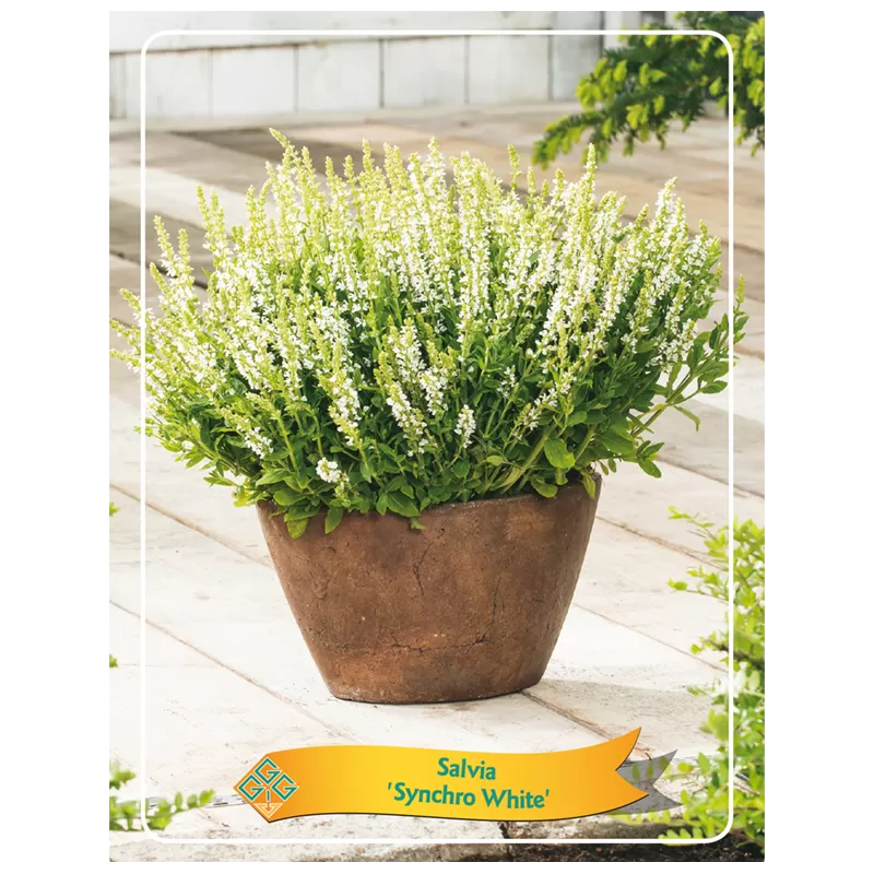 Salvia SYNCHRO WHITE