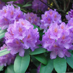 Amerikinis rododendras - Rhododendron Catawbiense GRANDIFLORUM