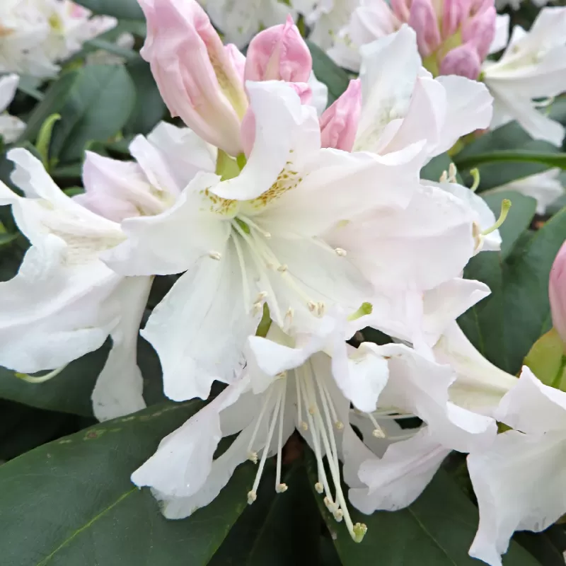 Kaukazinis rododendras - Rhododendron caucasicum x ponticum 'Cunningham's White' P13