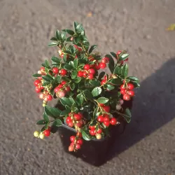 Bruknė - Vaccinium vitis-idaea KORALLE
