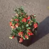 Lingonberry - Vaccinium vitis-idaea KORALLE