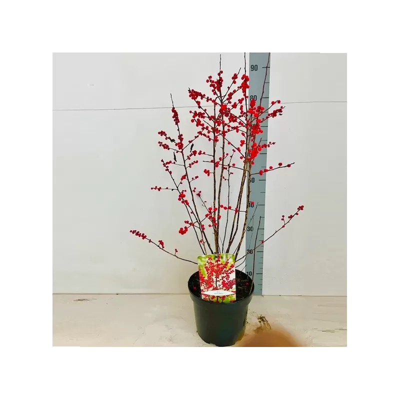 Virgininis bugienis - Ilex verticillata