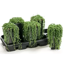 Senecio herreianus (String of Tears)