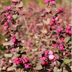 Dorenboso meškyčių White Hedge sodinukai su pristatymu į namus
