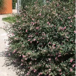 Dorenboso meškyčių White Hedge sodinukai su pristatymu į namus