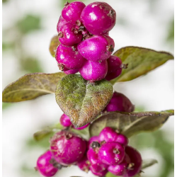 Dorenboso meškyčių White Hedge sodinukai su pristatymu į namus