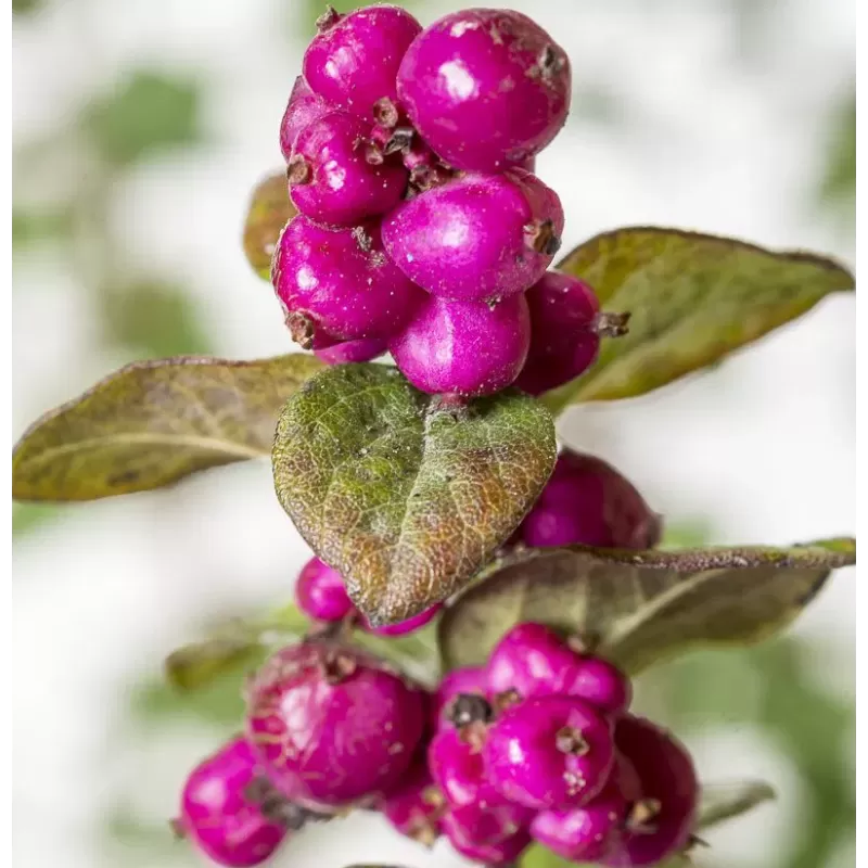 Dorenboso meškyčių White Hedge sodinukai su pristatymu į namus