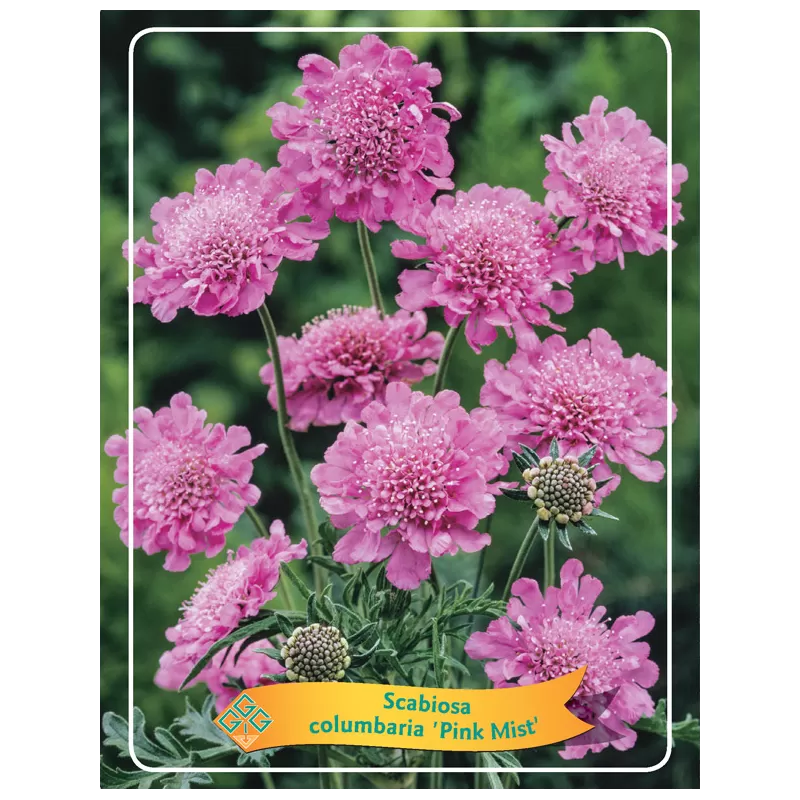 Balandinė žvaigždūnė - Scabiosa columbaria PINK MIST