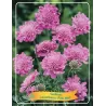 Balandinė žvaigždūnė - Scabiosa columbaria PINK MIST