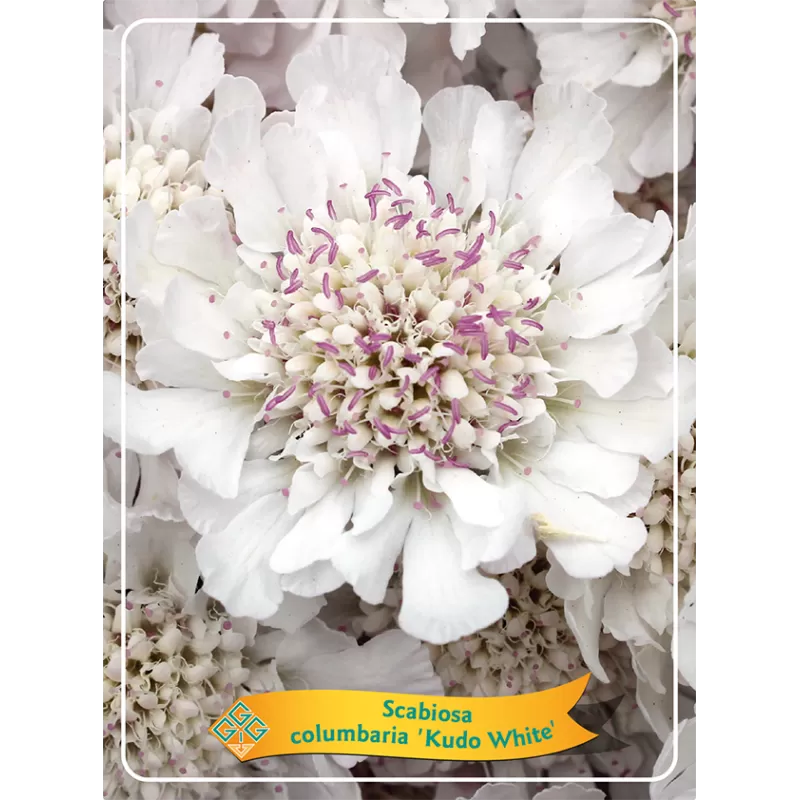 Scabiosa columbaria KUDO WHITE