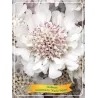 Scabiosa columbaria KUDO WHITE