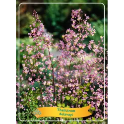 Sparnuotasis vingiris - Thalictrum delavayi