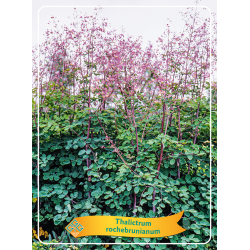 Vingiris - Thalictrum rochebrunianum
