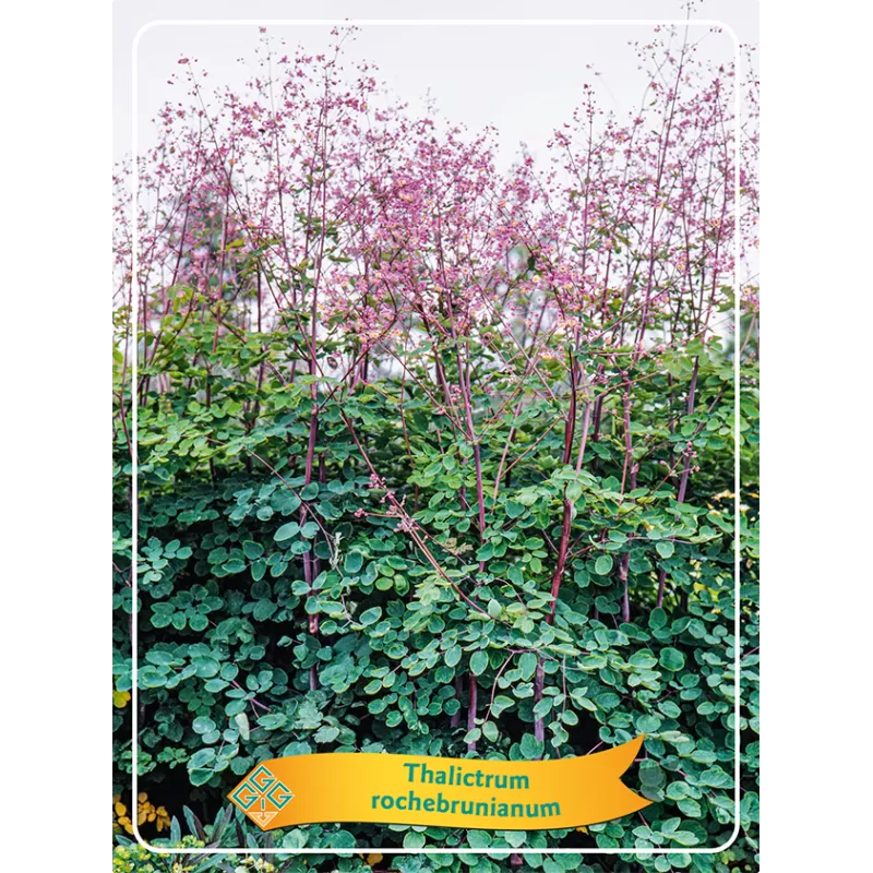 Thalictrum rochebrunianum