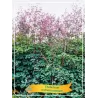 Thalictrum rochebrunianum