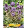 Phlox paniculata OLYMPUS