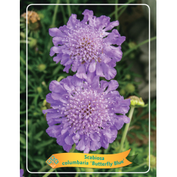 Balandinė žvaigždūnė - Scabiosa columbaria BUTTERFLY BLUE