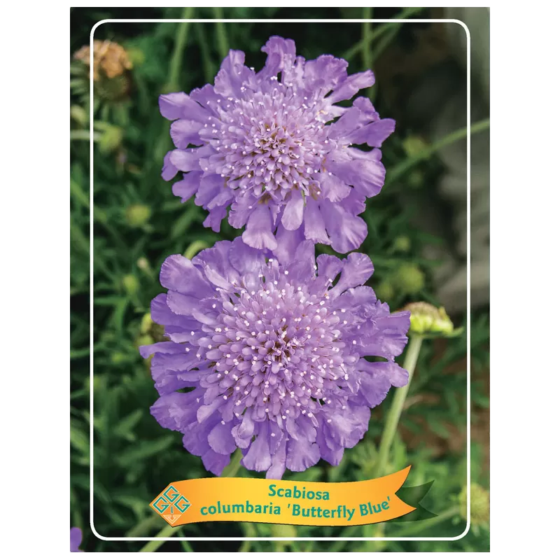 Scabiosa columbaria BUTTERFLY BLUE