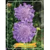 Scabiosa columbaria BUTTERFLY BLUE