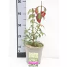 Sparnuotasis ožekšnis - Euonymus alatus